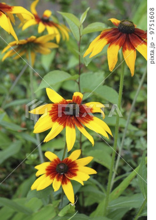 ルドベキア 9751608