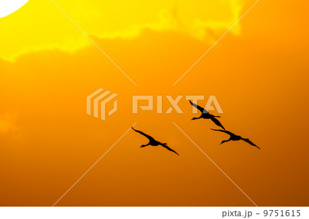 夕景ツル 9751615