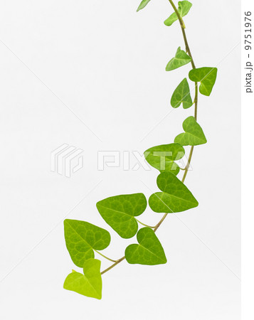 ハートの葉のアイビー ハートの葉のアイビー 9751976