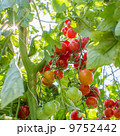 Cherry Tomato 9752442