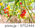 Cherry Tomato 9752444