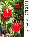 Red Pepper on the vine 9752445