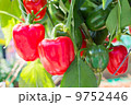 Red Pepper 9752446