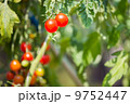 Cherry Tomato 9752447