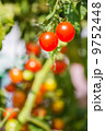 Cherry Tomato 9752448