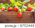 Strawberries 9752449