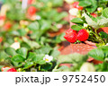 Strawberries 9752450