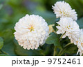 white Chrysanthemum morifolium Ramat 9752461