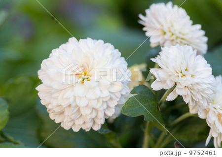 white Chrysanthemum morifolium Ramat 9752461