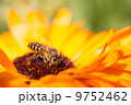 Bee on the yellow daisy flower 9752462