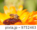 Bee on the yellow daisy flower 9752463