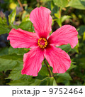 Red Hibiscus flower 9752464