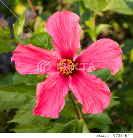 Red Hibiscus flower 9752464