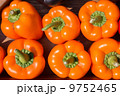 Red Pepper on the vine 9752465