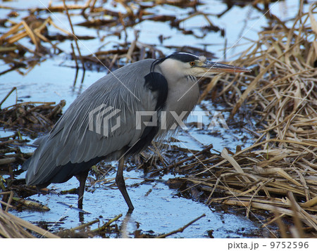 アオサギ水辺全身右向き冬 9752596