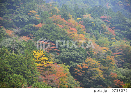 安居渓谷の紅葉 9753072