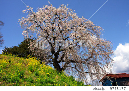 蛇盛塚のしだれ桜 蛇盛塚のしだれ桜 9753177