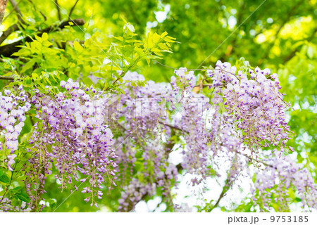 藤の花 藤の花 9753185