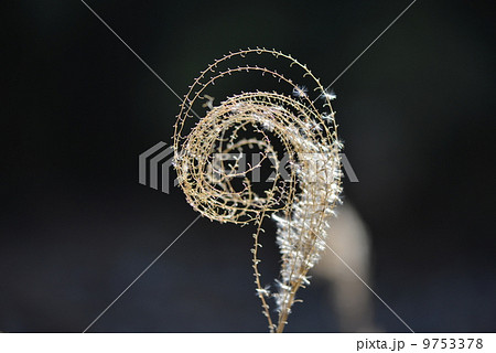枯れススキの渦巻き 9753378