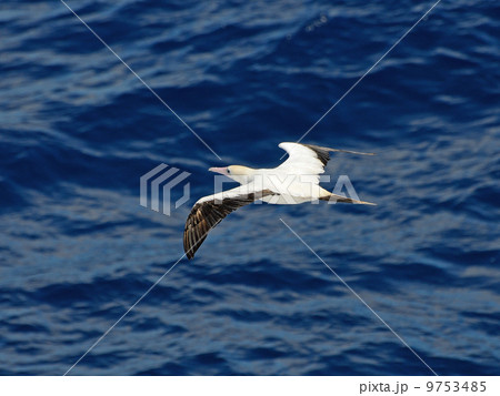 アオツラカツオドリ 9753485