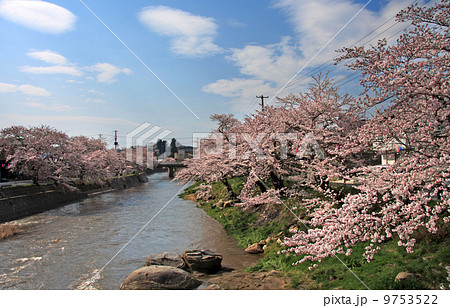 大滝根河畔の桜並木 9753522