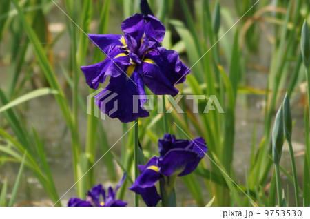 花菖蒲　江戸系　花鳥　（カチョウ） 9753530