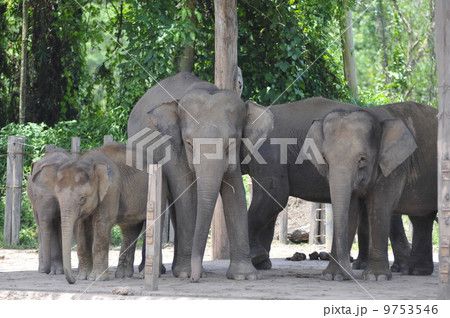 アジアゾウ（マレーシア　コタキナバル） 9753546