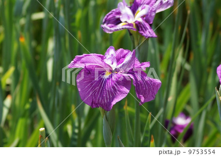 花菖蒲　江戸系　艶小町　（ツヤコマチ） 9753554