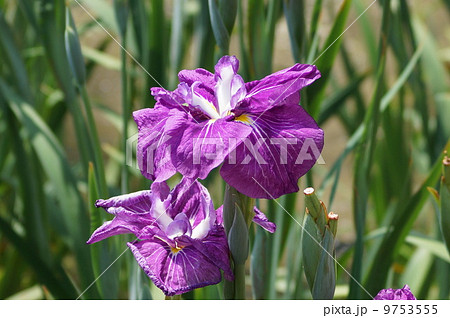 花菖蒲 江戸系 艶小町 (ツヤコマチ) 花菖蒲 江戸系 艶小町 (ツヤコマチ) 9753555