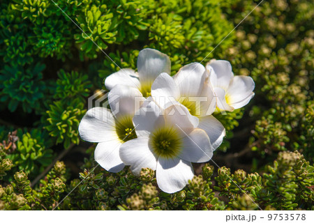 スカービーグラス 9753578