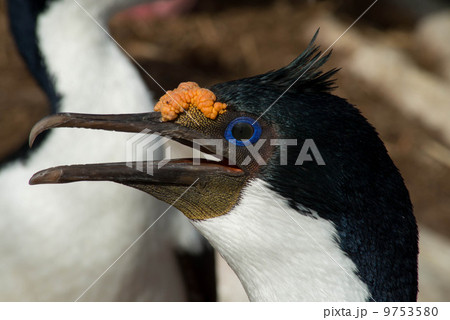 ウミウ ウミウ 9753580