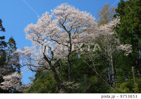 大黒天の大ザクラ 大黒天の大ザクラ 9753653