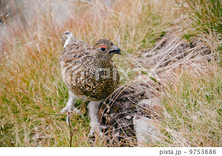 ライチョウのひな ライチョウのひな 9753686