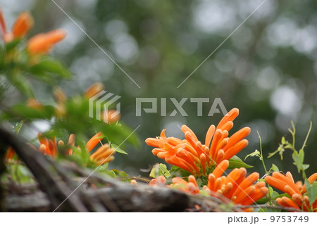 カエンカズラ 9753749