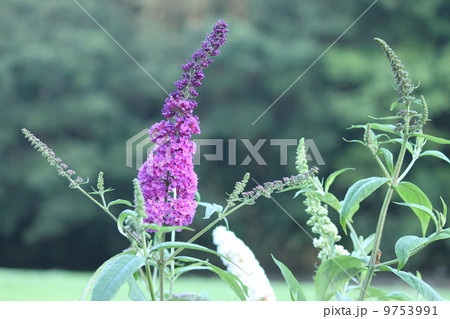 ベロニカの花 9753991