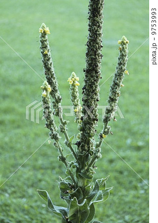 ビロードモウズイカの花穂と実 9753993