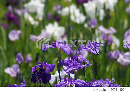 花菖蒲 江戸系 和田津海 (ワダツミ) 花菖蒲 江戸系 和田津海 (ワダツミ) 9754004