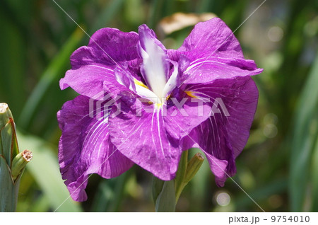 花菖蒲 江戸系 艶小町 (ツヤコマチ) 花菖蒲 江戸系 艶小町 (ツヤコマチ) 9754010