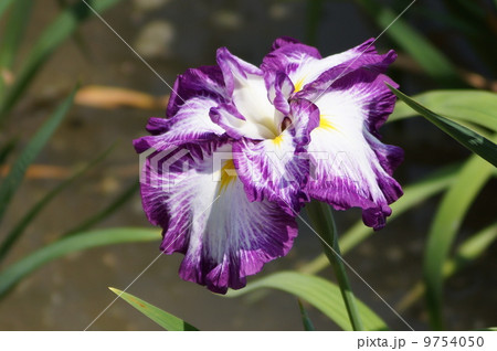 花菖蒲　肥後系　晴姿　（ハレスガタ） 9754050