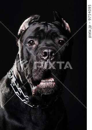 big dog italian cane corso 9754095