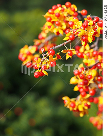 ツルウメモドキの実 9754219