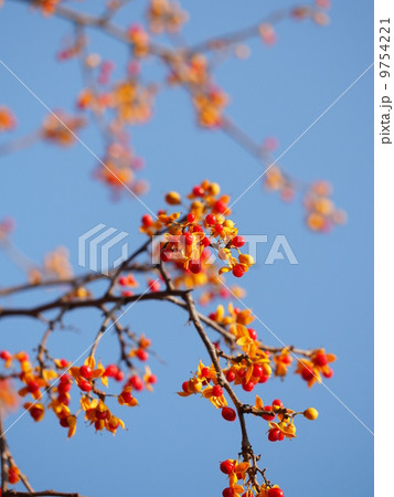 ツルウメモドキの実 9754221