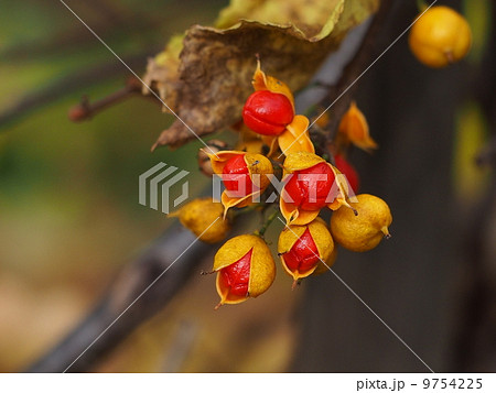 ツルウメモドキの実 9754225