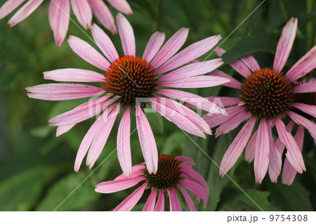ピンク色のルドベキア 9754308