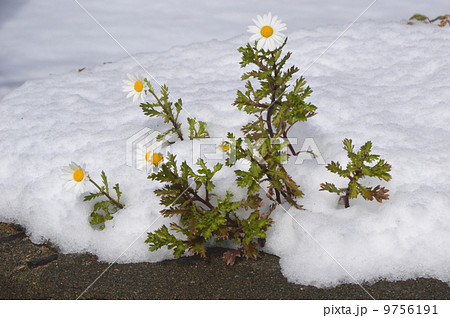 雪の中に咲く花 の写真素材