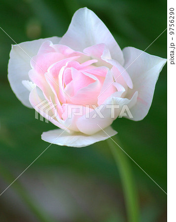 薔薇のようなチューリップ アンジェリケの写真素材