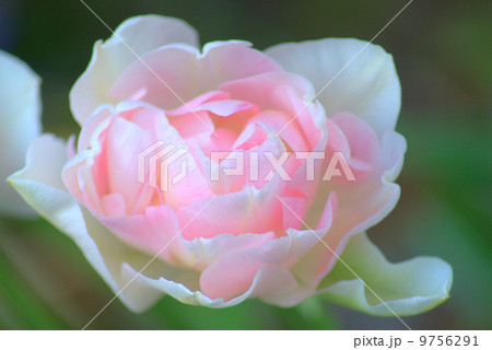 薔薇のようなチューリップ アンジェリケの写真素材