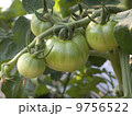 青いトマト 9756522