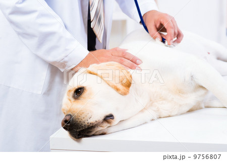 vet checks the health of a dog vet checks the health of a dog 9756807