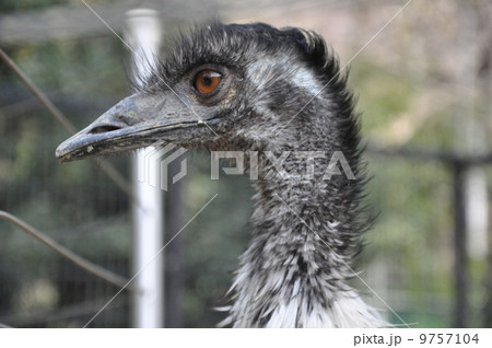 エミュー　鳥 9757104